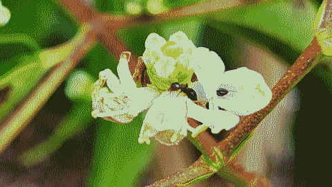 Two ants on a pale flower.