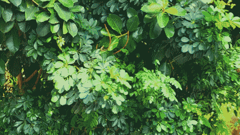 A large plant near a city intersection.