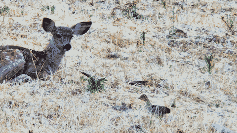 A young deer meets a baby turkey.