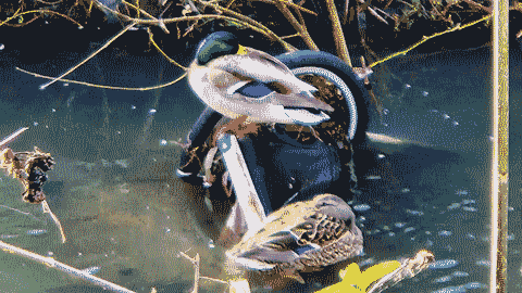 Ducks resting in a creek.