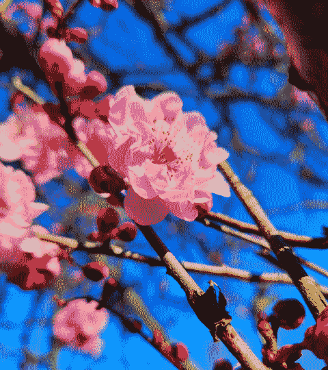 Pink springtime blossoms.