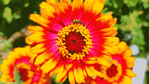 A ladybug on a brightly colored flower.