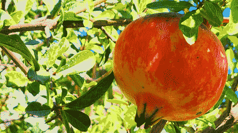 A pomegranite in the tree.