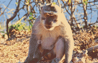 Monkey with a listless expression on its face.